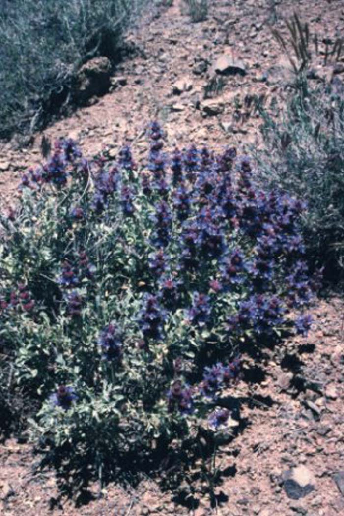 Plant photo of: Salvia dorrii v. dorrii