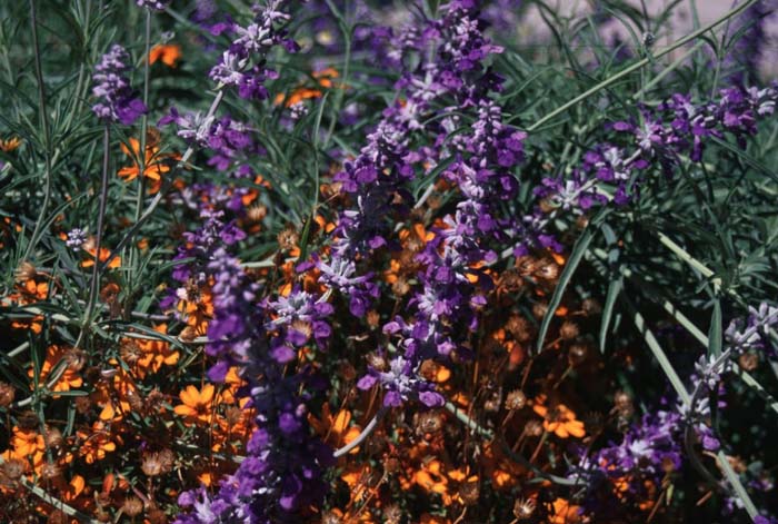 Plant photo of: Salvia farinacea  'Texas Violet'