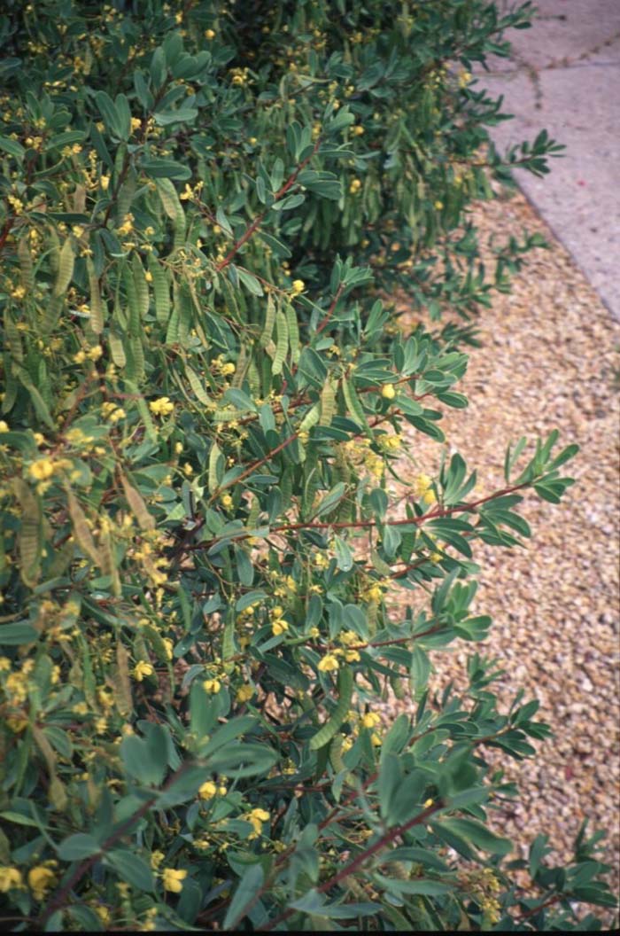 Plant photo of: Senna oliogophylla