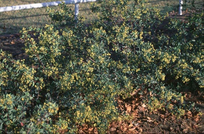 Plant photo of: Senna oliogophylla