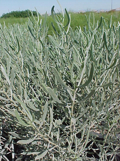 Plant photo of: Senna artemisiodes v. petiolaris