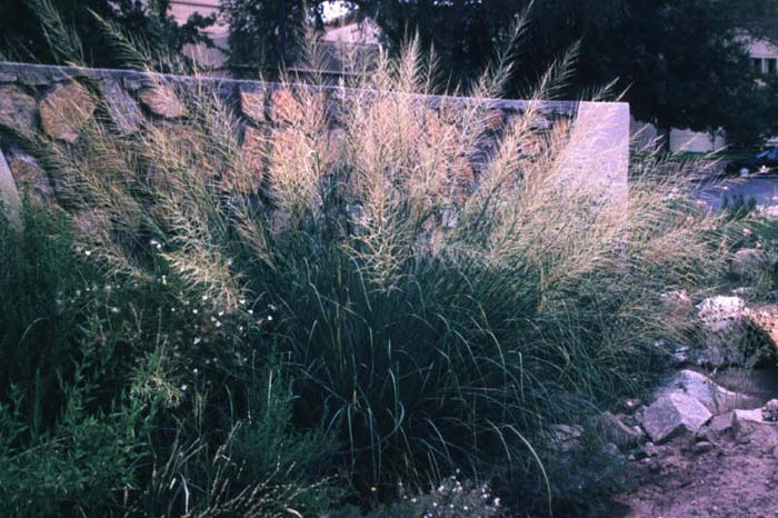 Plant photo of: Sporobolus wrightii