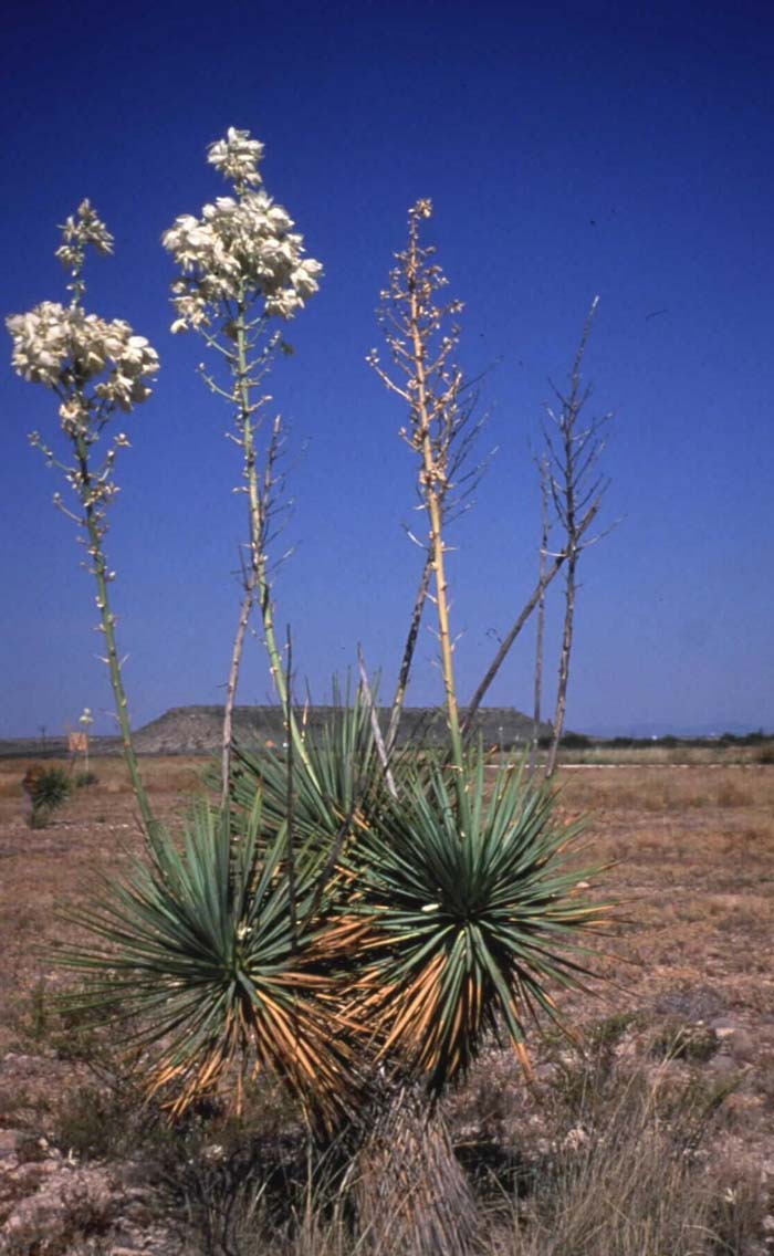 Yucca thompsoniana