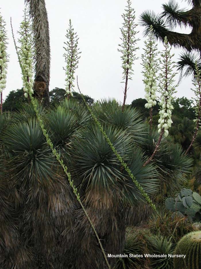Plant photo of: Yucca thompsoniana
