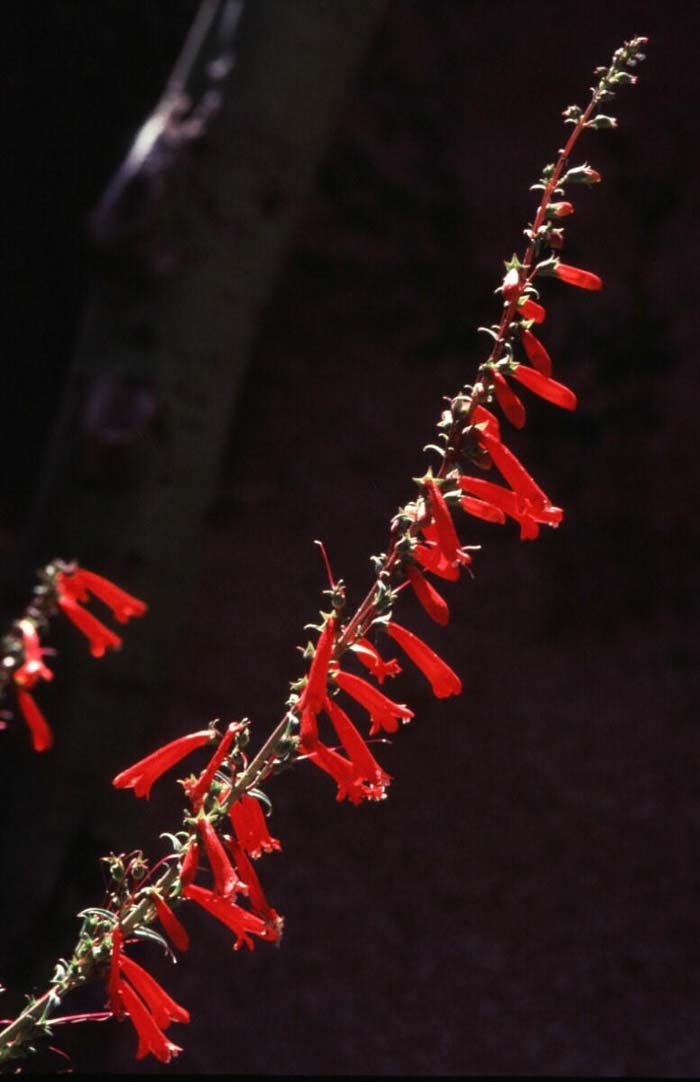 Plant photo of: Penstemon eatonii