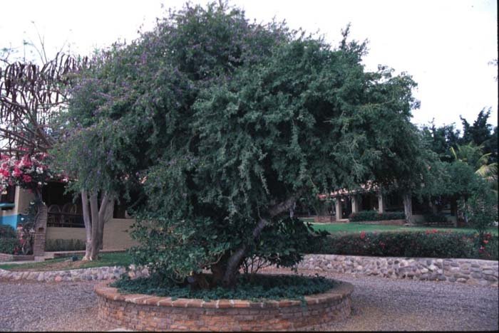 Plant photo of: Guaiacum coulteri