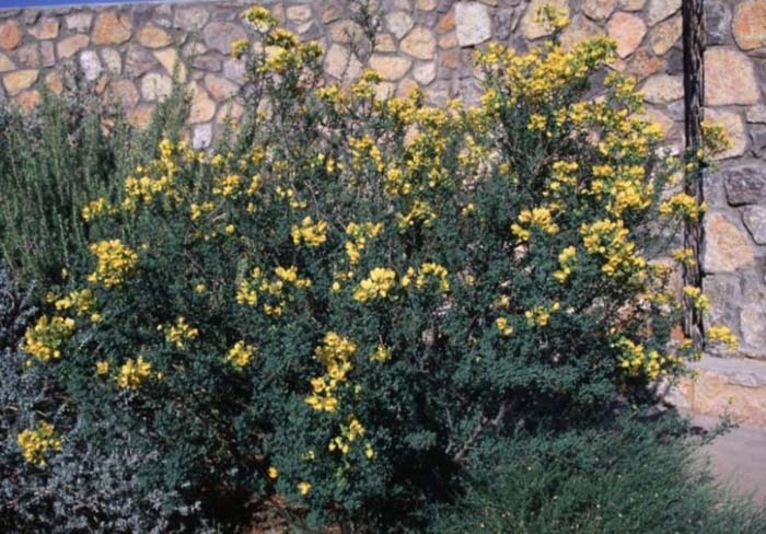 Plant photo of: Senna wislizenii