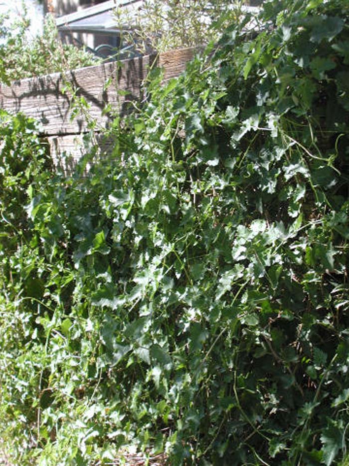Plant photo of: Cissus trifoliata