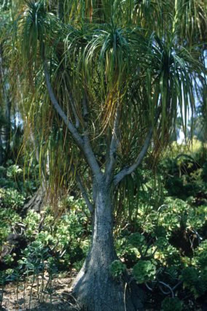 Plant photo of: Beaucarnea recurvata