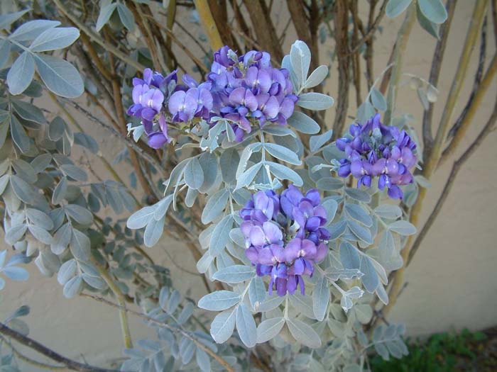 Plant photo of: Sophora secundiflora 'Silver Peso'