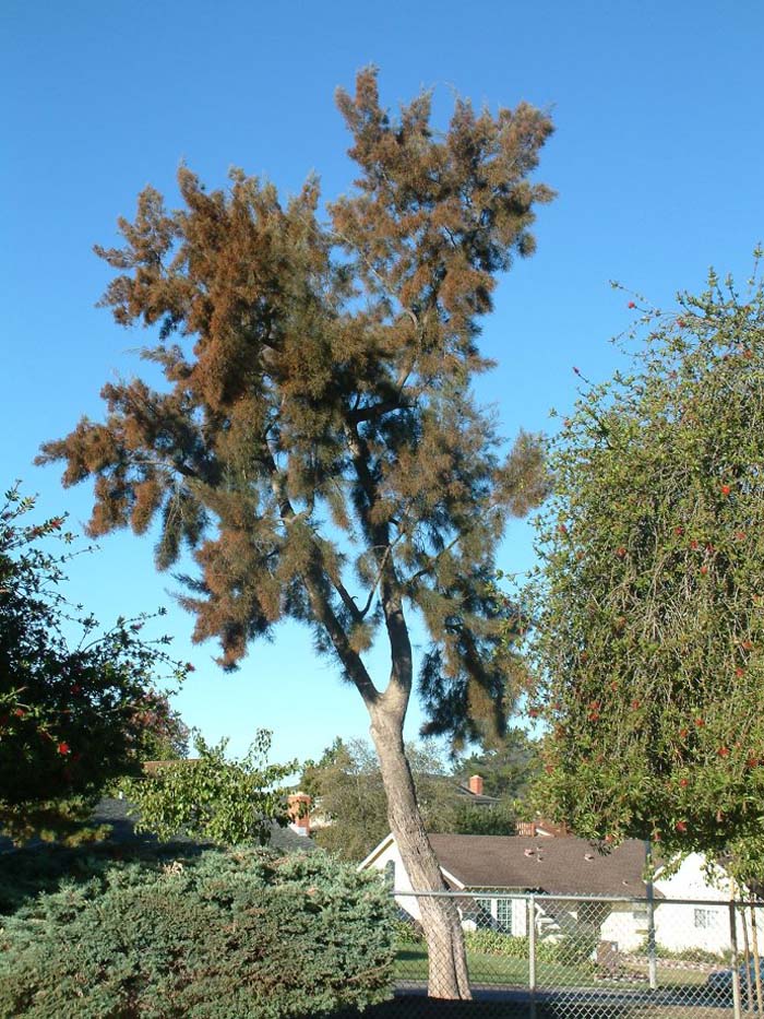 Plant photo of: Casuarina equisetifolia