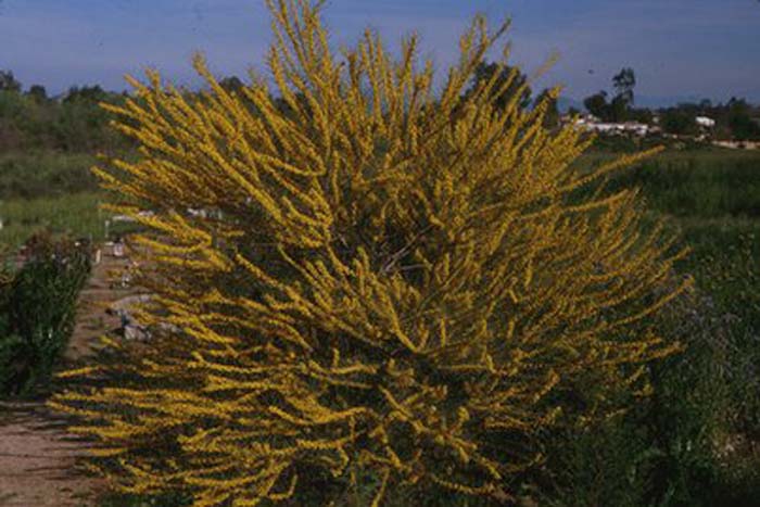 Plant photo of: Acacia rigens