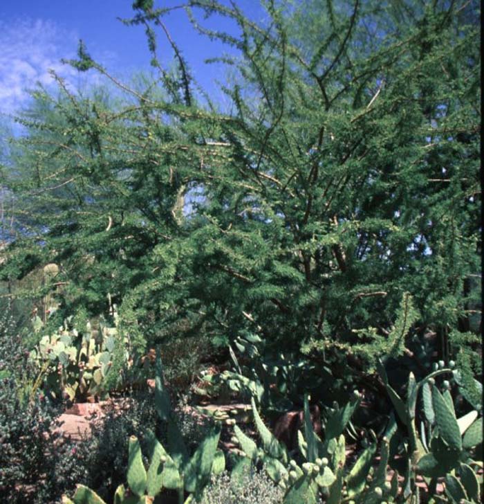 Plant photo of: Acacia schaffneri