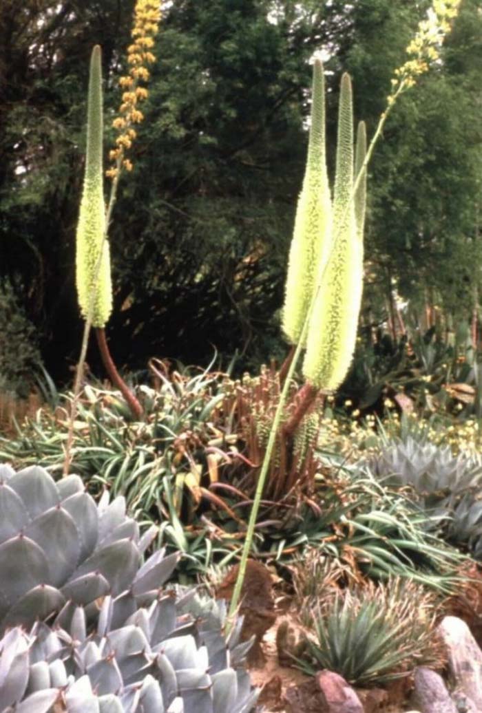 Plant photo of: Agave bracteosa