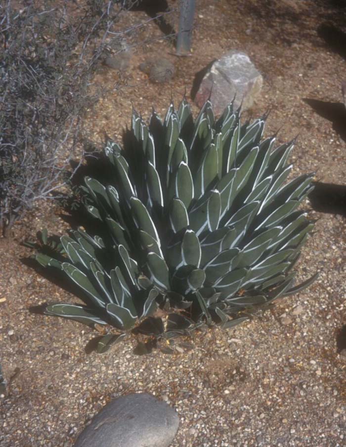 Plant photo of: Agave victoriae-reginae