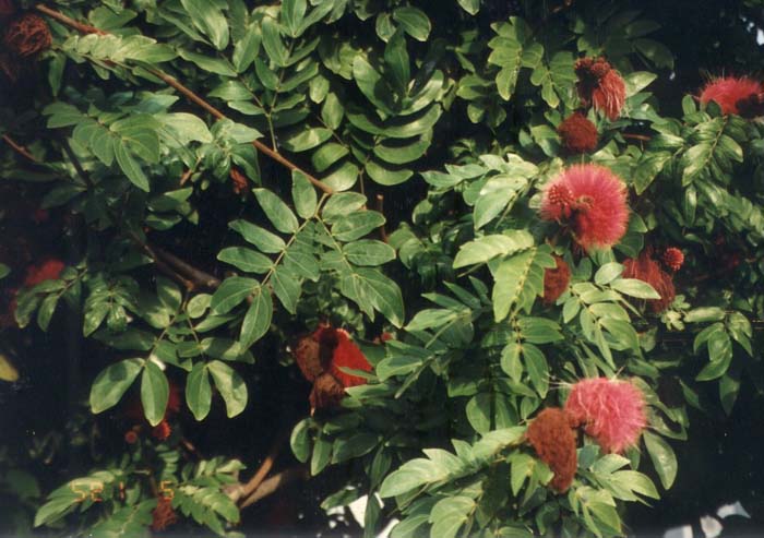 Plant photo of: Calliandra haematocephala