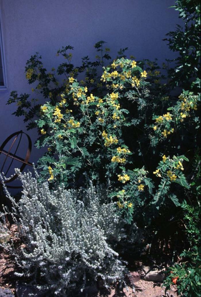 Plant photo of: Ceratoides lanata