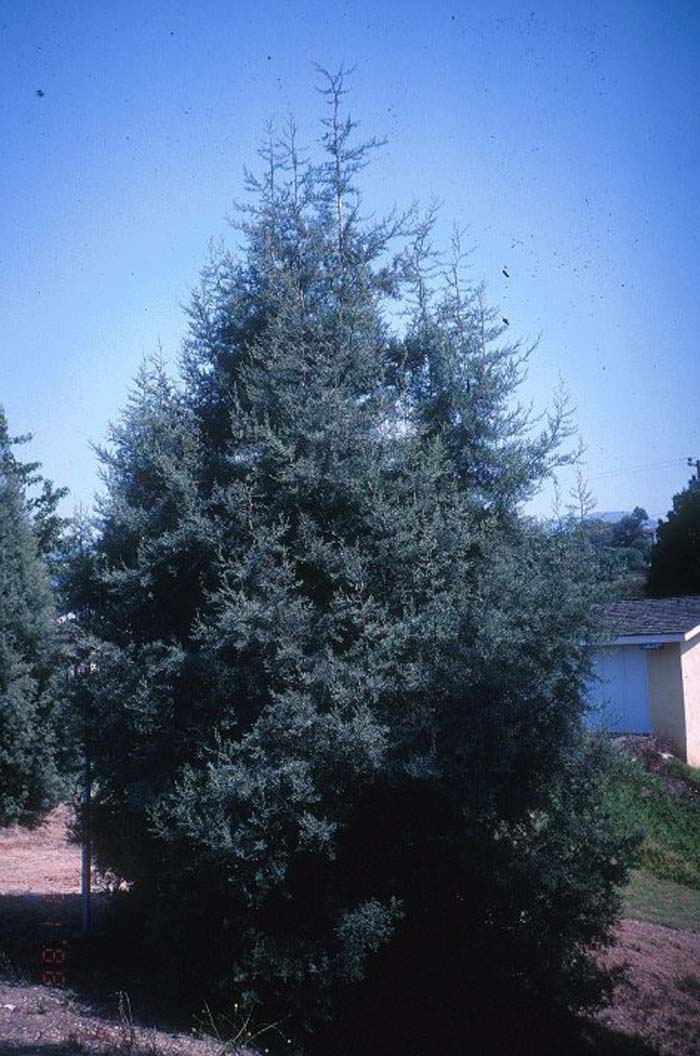 Plant photo of: Cupressus arizonica