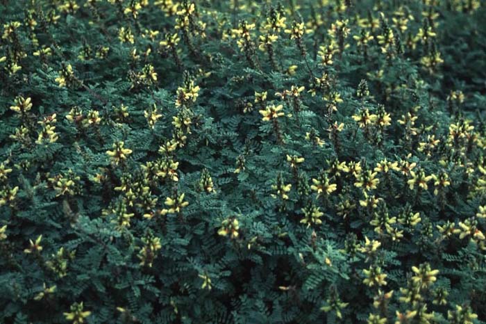 Plant photo of: Dalea capitata 'Sierra Gold'