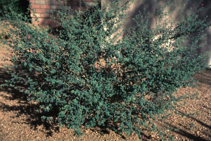 Plant photo of: Dalea dorycnioides 'Cerro Azul'