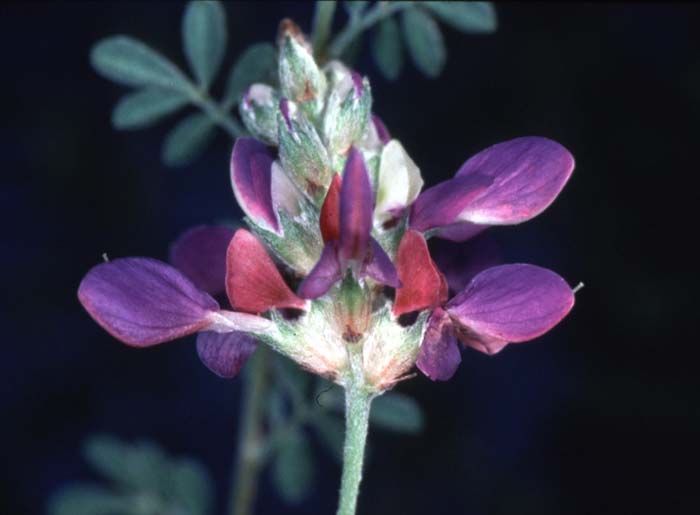 Plant photo of: Dalea dorycnioides 'Cerro Azul'