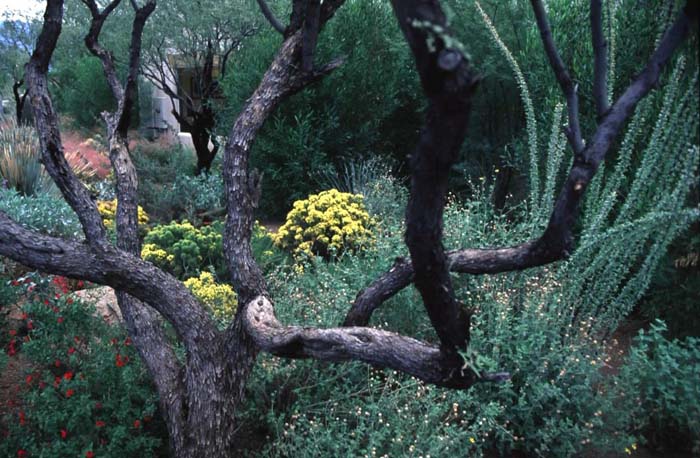 Plant photo of: Ericameria laricifolia 'Aguirre'