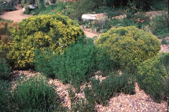 Plant photo of: Gutierrezia sarothrae