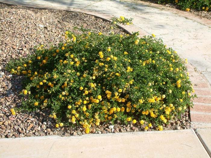 Plant photo of: Lantana 'Dwarf Yellow'