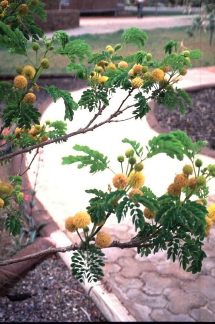 Plant photo of: Leucaena retusa