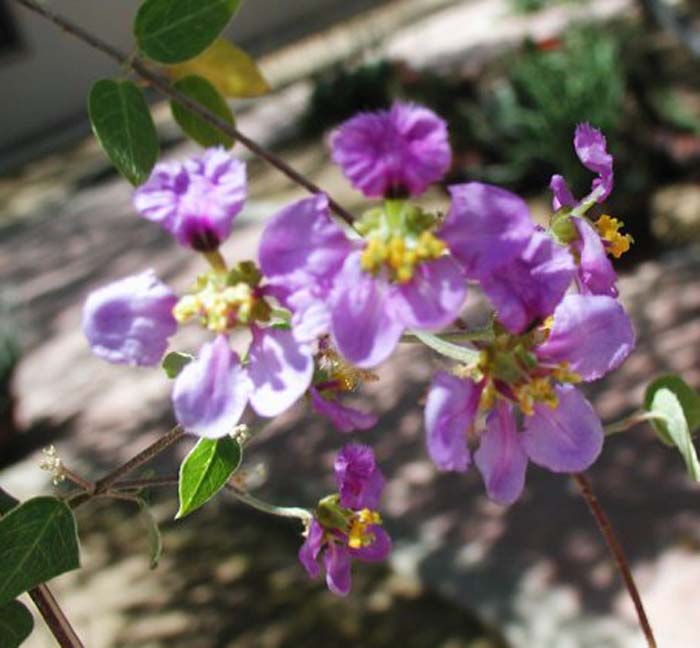 Plant photo of: Mascagnia lilacaena