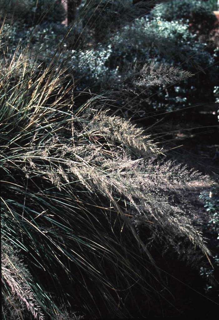 Plant photo of: Muhlenbergia emersleyi 'El Toro'