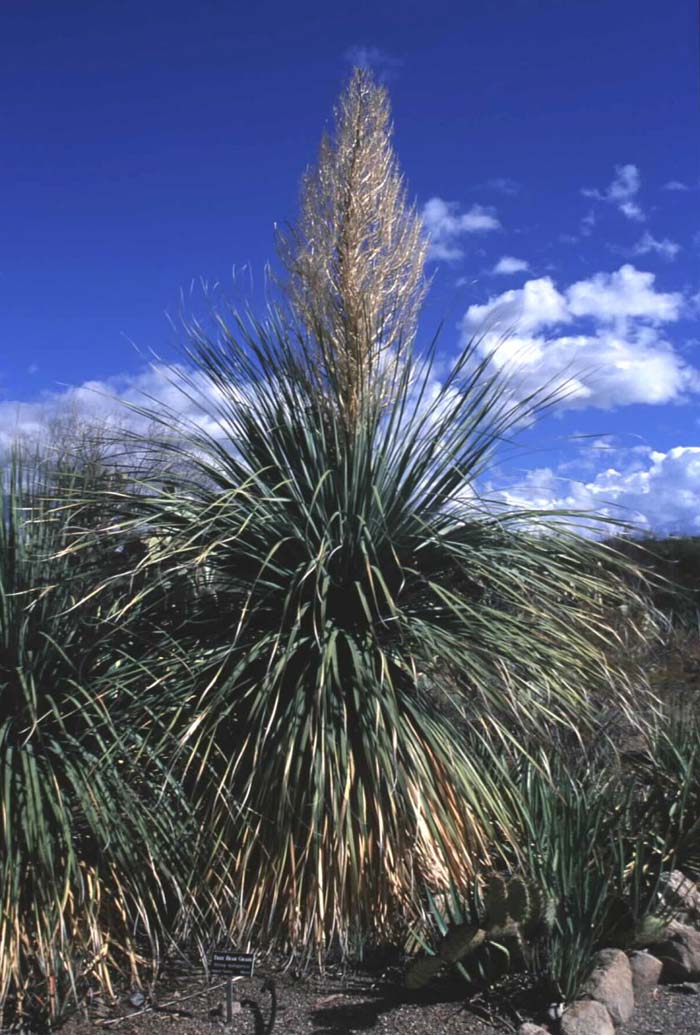 Sonoran tree bear grass