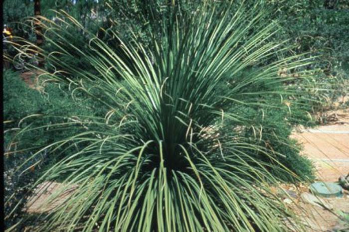 Plant photo of: Nolina matapensis