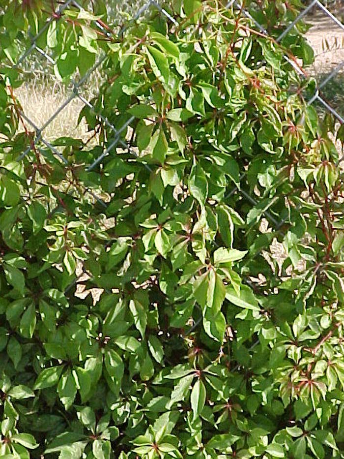 Plant photo of: Parthenocissus sp. 'Hacienda Creeper'