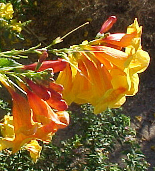 Plant photo of: Tecoma stans v. stans  'Sunrise'