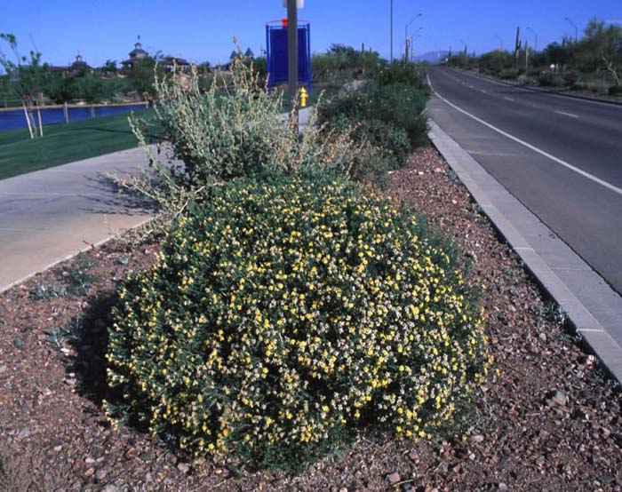 Plant photo of: Trixis californica