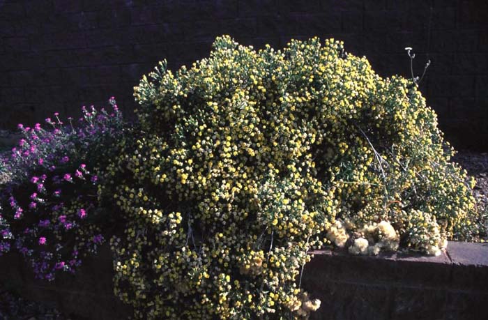 Plant photo of: Trixis californica