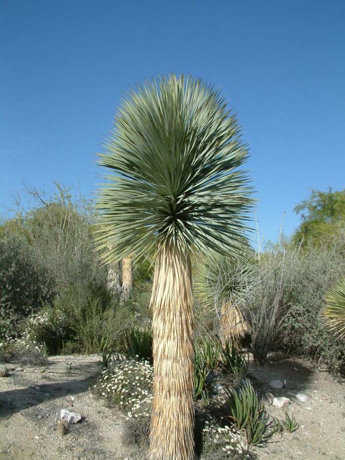 Plant photo of: Yucca rostrata