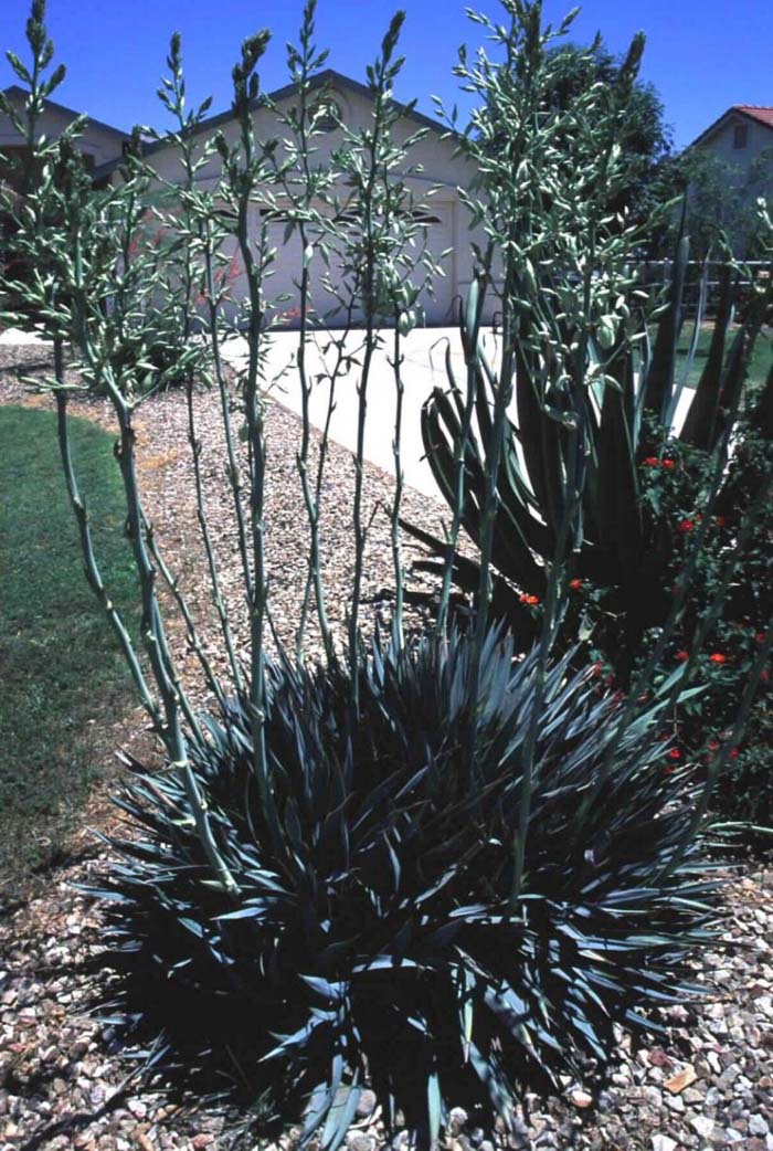 Plant photo of: Yucca rupicola