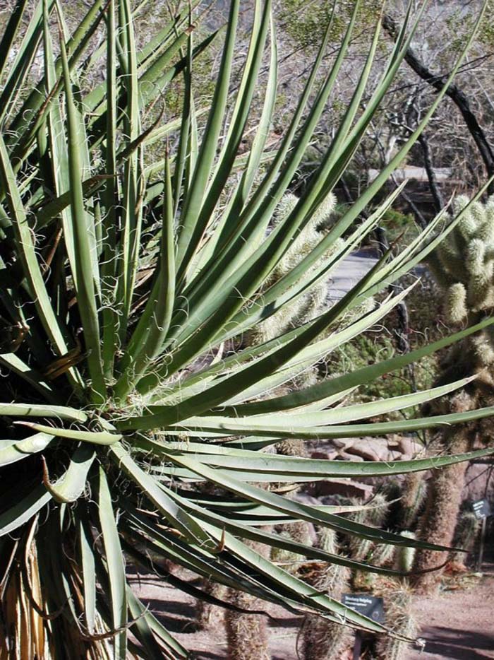 Plant photo of: Yucca schidigera