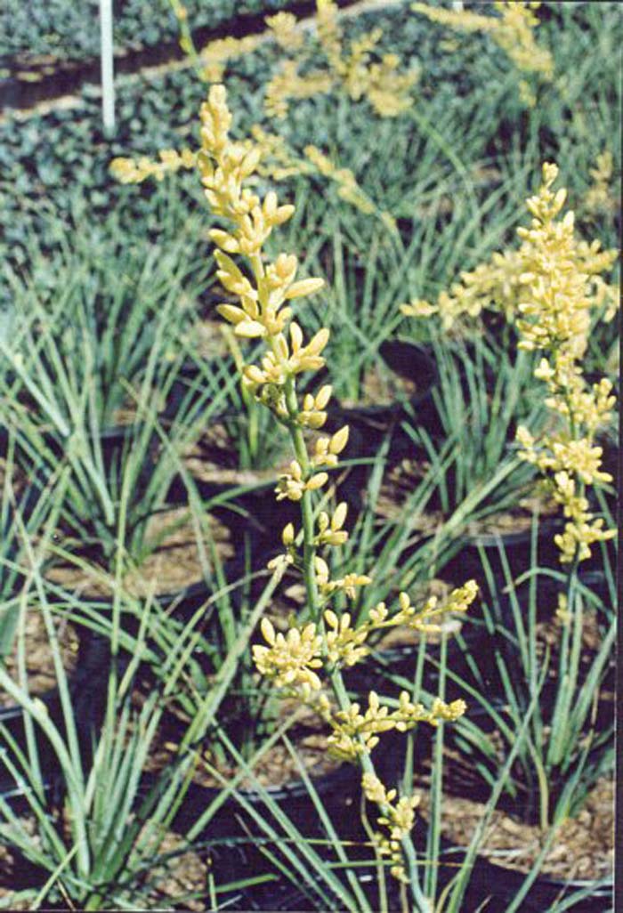 Hesperaloe parviflora 'Desert Son'