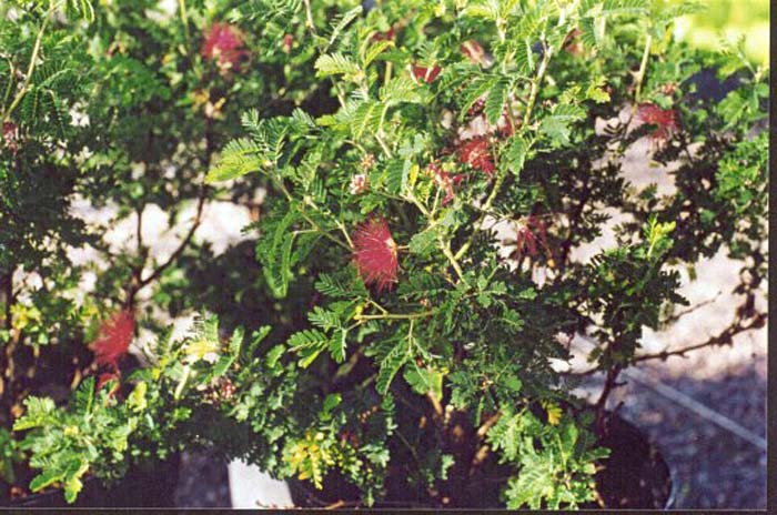 Plant photo of: Calliandra 'Maricopa Red'