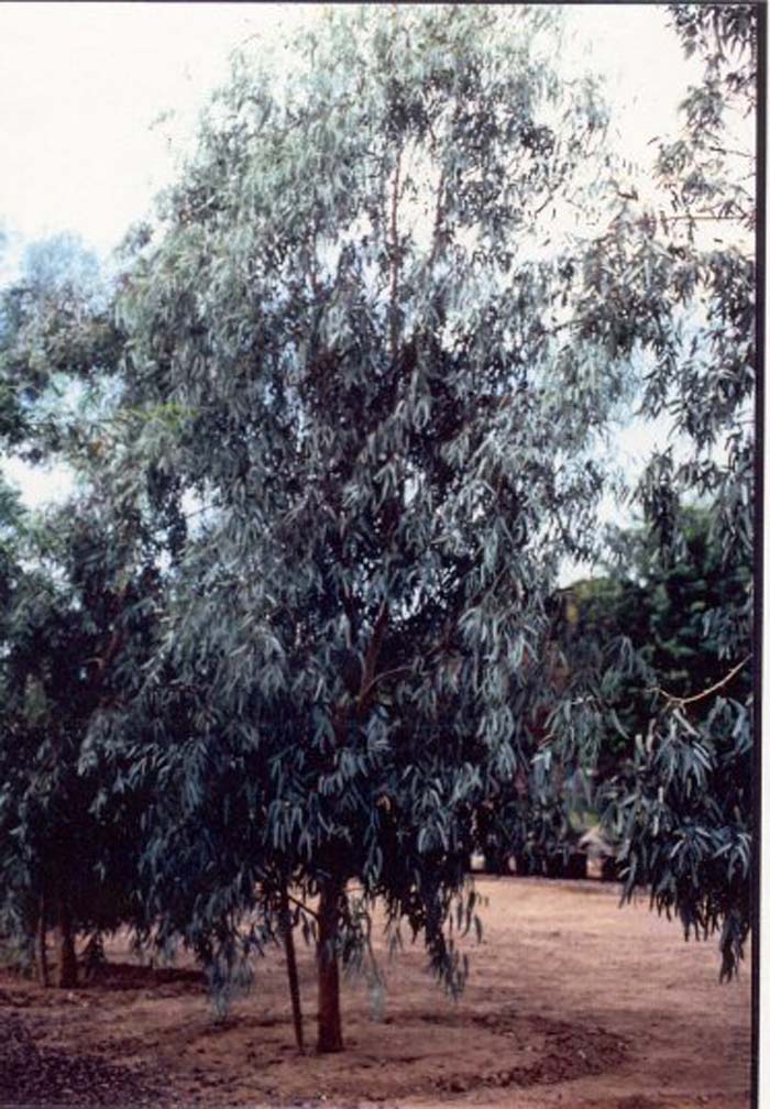 Eucalyptus microtheca 'Blue Ghost'
