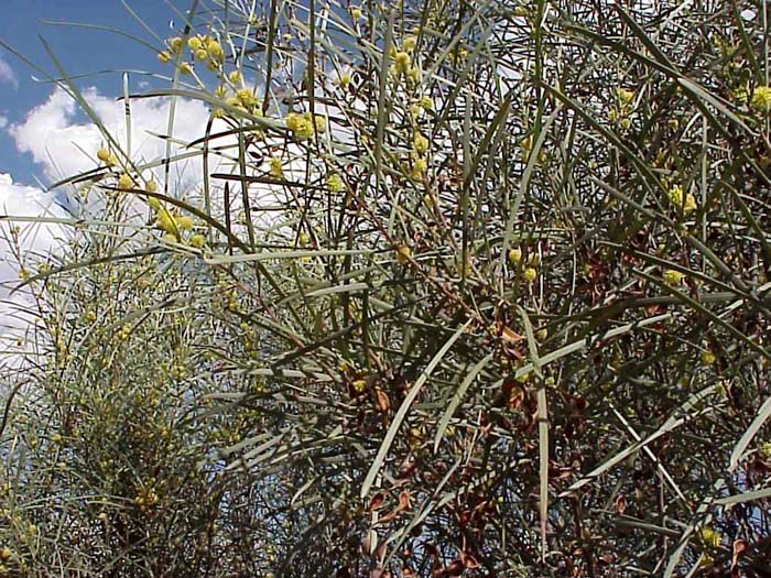 Plant photo of: Acacia coriacea