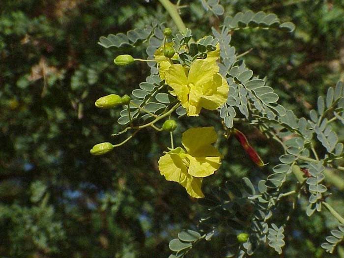 Plant photo of: Parkinsonia praecox 'AZT'