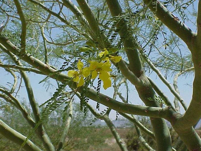 Plant photo of: Parkinsonia Hybrid 'AZT'