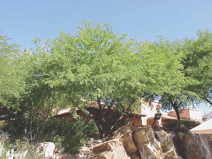 Thornless Hybrid Mesquite 'AZT'