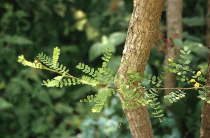 Plant photo of: Eysenhardtia texana