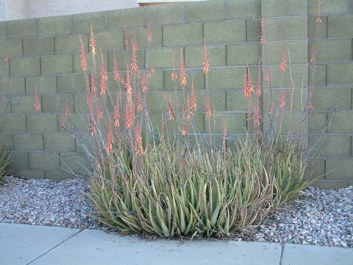Plant photo of: Aloe massawana