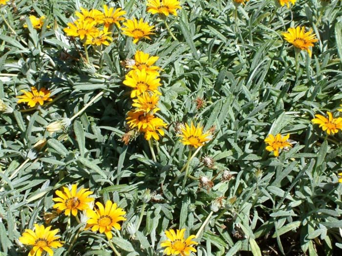 Plant photo of: Gazania rigens leucolaena 'Sun Gold'